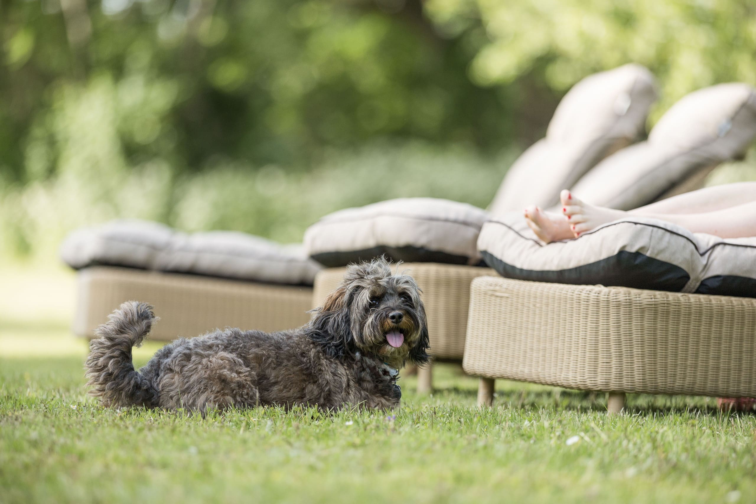 Familienhund